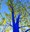 The Blue Trees