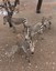 Male zebra herd