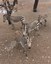 Male zebra herd