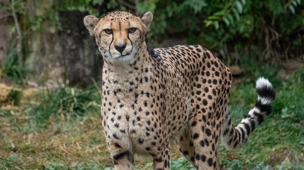 Zoo banner Cheetah at the zoo