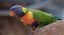 New Lorikeet habitat