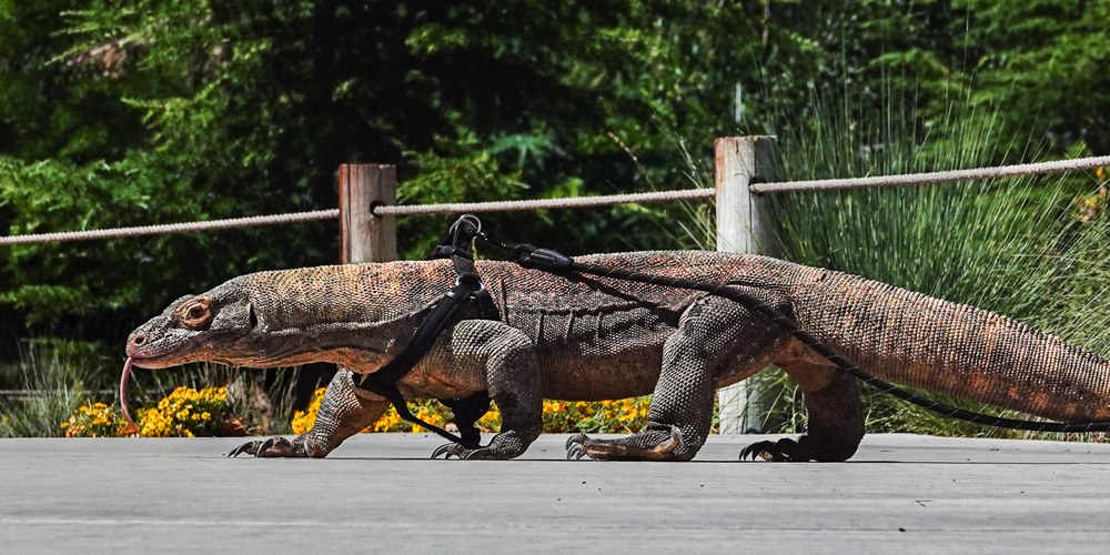 Zoo activities banner new A Komodo dragon appears to glance at the viewer as she walks across the sidewalk near the Reptile House from right to left, wearing a black harness with a lead held by a member of the animal care team out of the frame. Beyond her, the lush green landscaping of summer with a border of yellow flowers