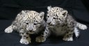 Snow Leopard Cubs 2011