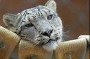 SnowLeopard