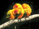 Sun Conure by Hans Hillewaert