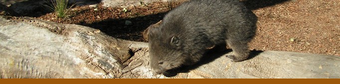 Welcome Wombats! banner