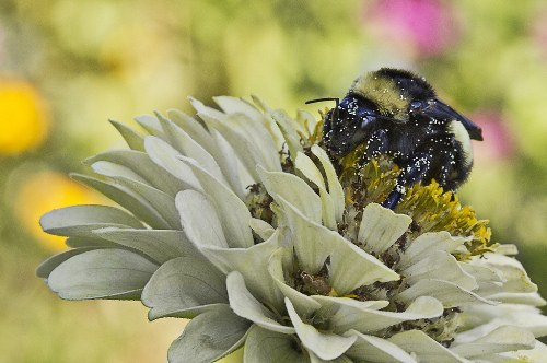 Bathing in Pollen