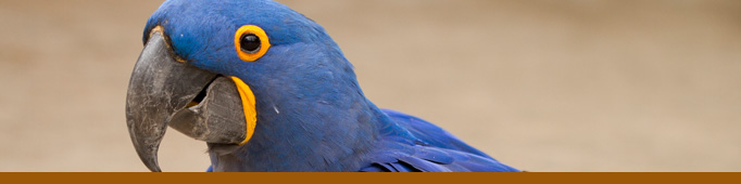 ZooBirdsofAmericasBanner