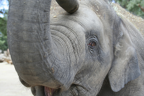 Daizy the Elephant at about 2-years-old