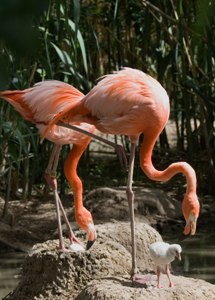 Flamingos with baby.