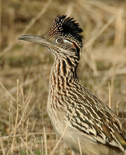 Roadrunner_Wayne Dumbleton/Flickr