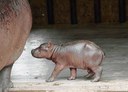 Hippo-baby.jpg
