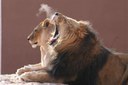 Lionyawning-GaryVanLuchene12_07.JPG