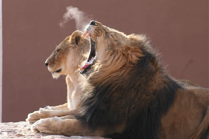 Lionyawning-GaryVanLuchene12_07.JPG