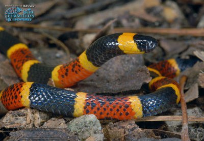 Coral Snake