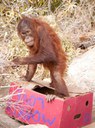 Orangutan enrichment