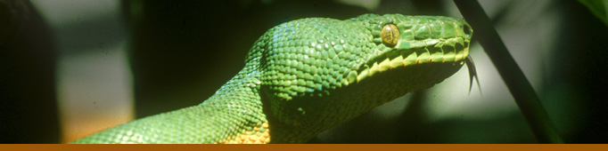 Snake Reptile Banner