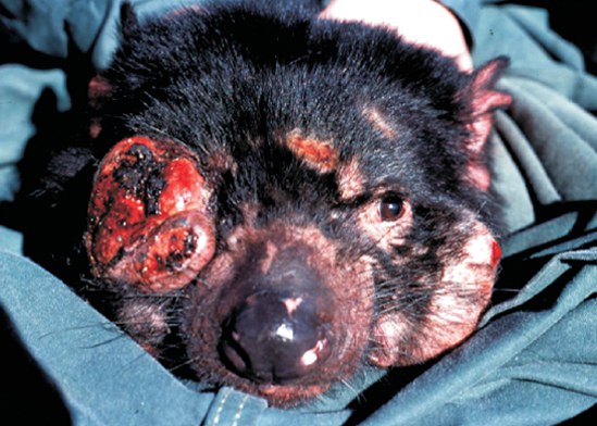 Tasmanian devil facial tumor