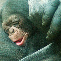 baby-chimp.jpg