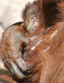 Baby Orangutan