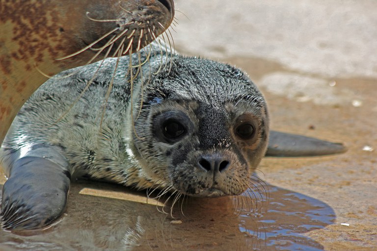 Seal Pup close
