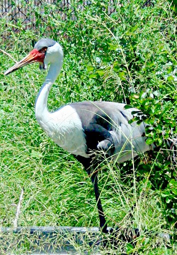 Wattled Crane