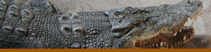 Saltwater crocodile