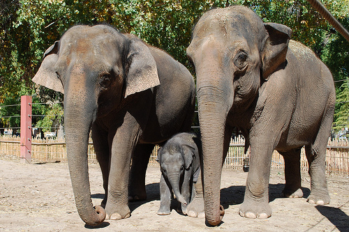 Elephant family