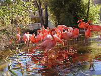 flamingos.jpg