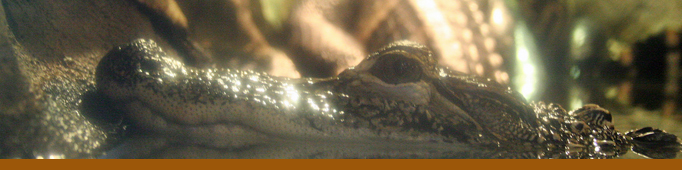 Gator Swamp banner