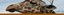 Giraffe banner