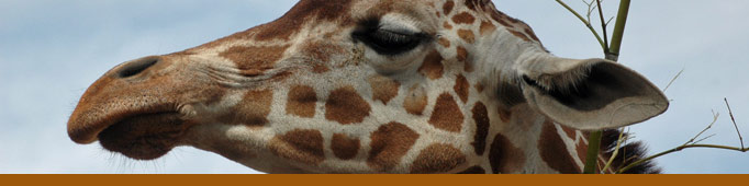 Giraffe banner