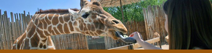 Giraffe feeding