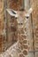 Giraffe Calf