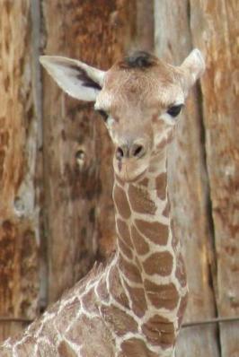 Giraffe Calf