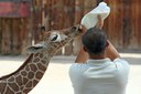 Baby_Giraffe_Feeding