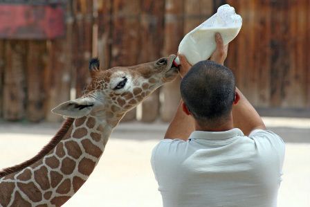 Baby_Giraffe_Feeding