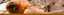 Golden Lion Tamarin
