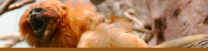 Golden Lion Tamarin