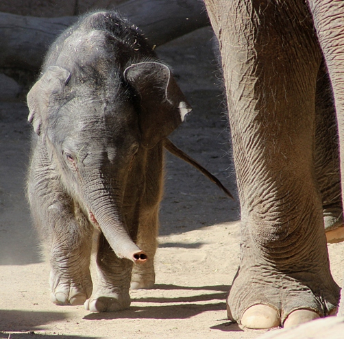 Jazmine the elephant calf