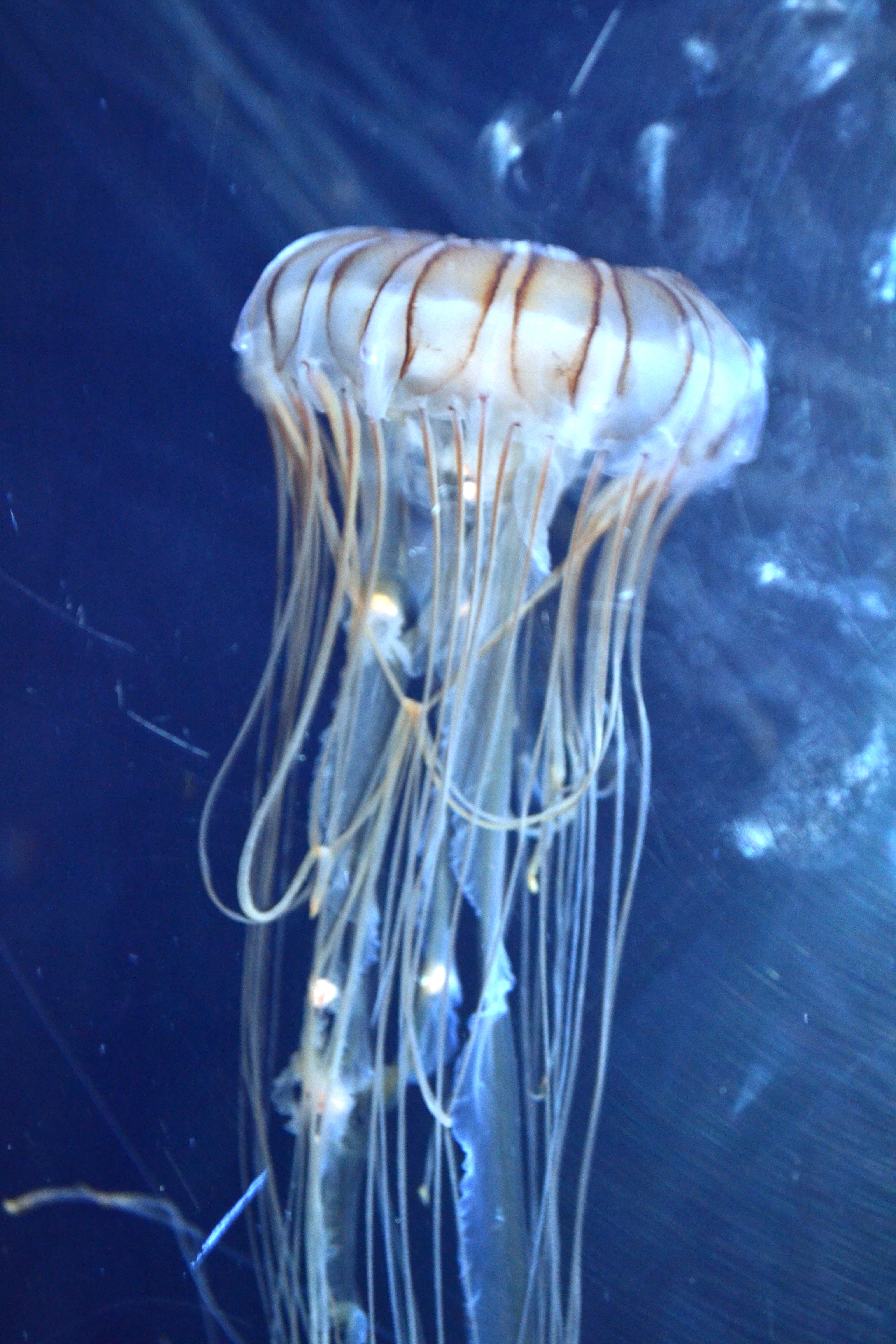 Jellyfish