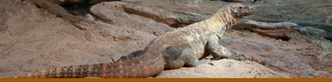Komodo Reptile Banner