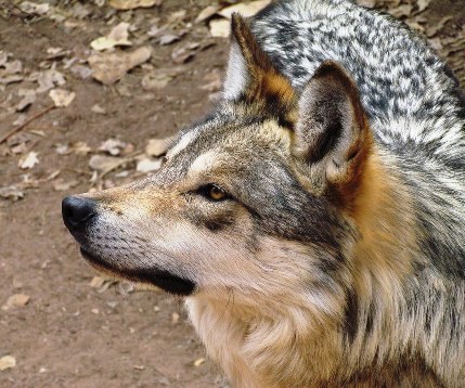 Mexican Gray Wolf