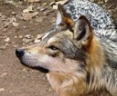 Mexican Gray Wolf