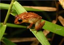 Locust Coqui