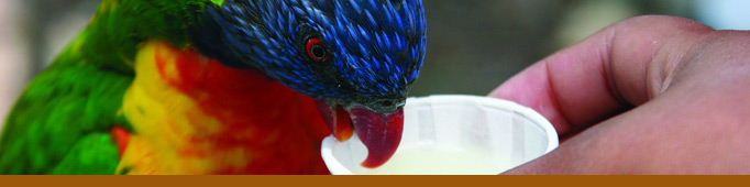 Lorikeet Feeding