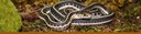 Mexican Gartersnake Banner