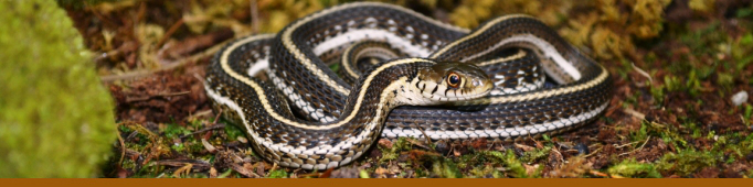 Mexican Gartersnake Banner