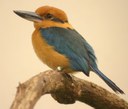 Micronesian Kingfisher