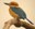 Micronesian Kingfisher